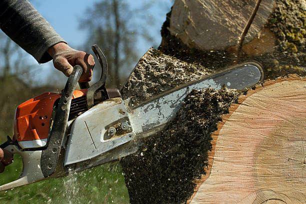 Residential Tree Removal in Wellford, SC